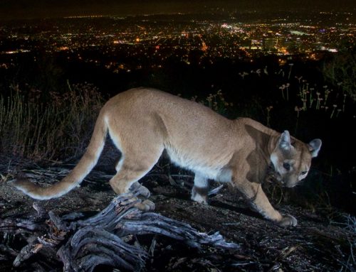 Mountain Lion attacks 5 year old in the front yard
