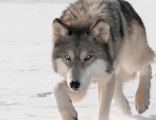 HSUS, CBD and Sierra Club trying to get wolves listed again as endangered!