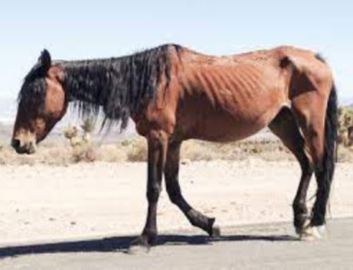 Alpine Horse Removal