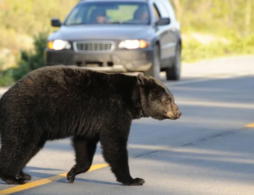 Wildlife expert blames ‘woke’ politics for Washington bear attack