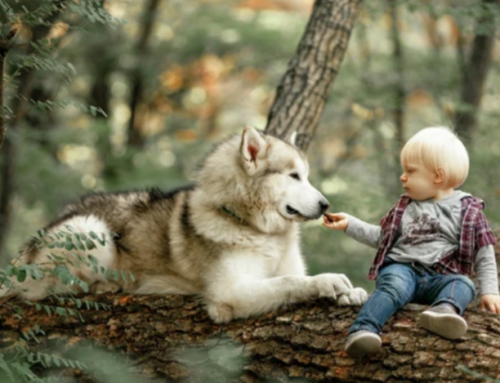 The Disneyfication of Wildlife